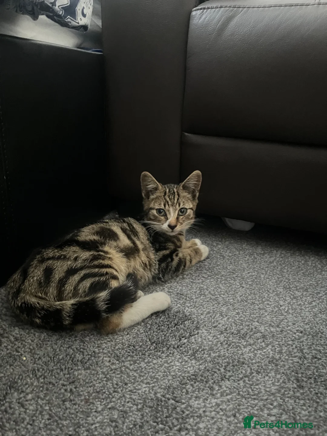 Domestic Shorthair cats for sale: Tabby kitten - Advert 2