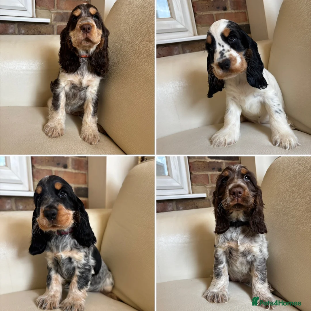 Cocker Spaniel dogs for sale: health tested KC English cocker spaniel  - Advert 1