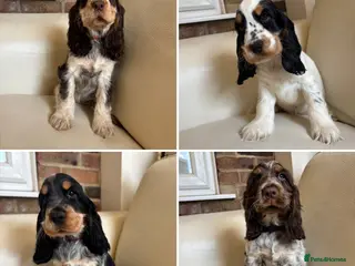 Cocker Spaniel dogs health tested KC English cocker spaniel - Advert 2