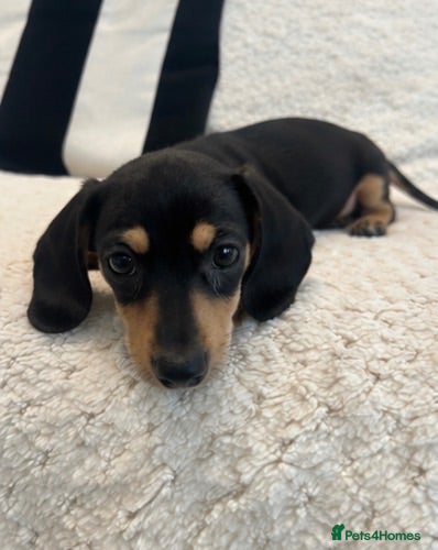 Miniature Dachshund dogs Mini dachshunds  - Advert 18