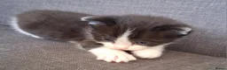 Ragdoll cats for sale: 4 kittens available – reserve yours now - Advert 9