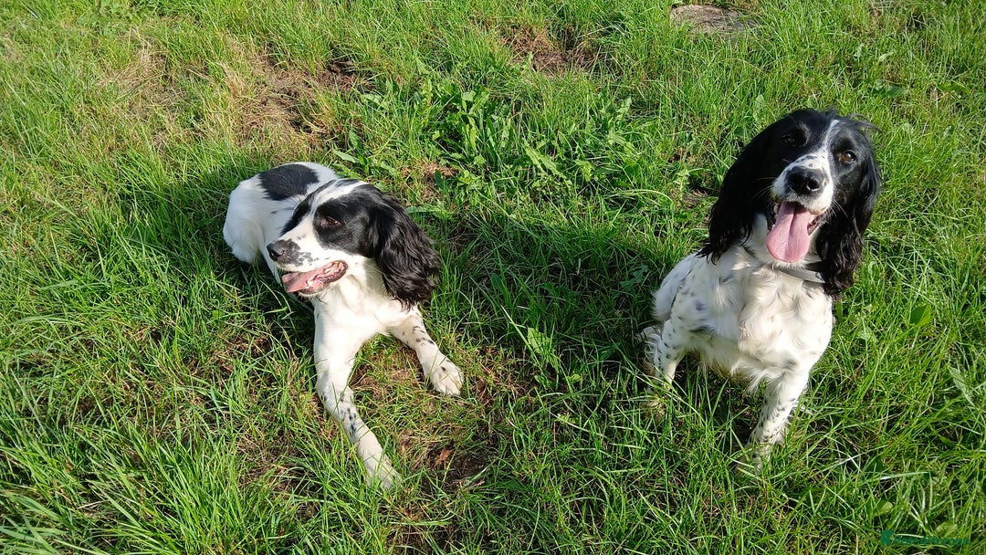 English Springer Spaniel dogs for sale: Stunning black and white springer spaniel puppies  - Image 5