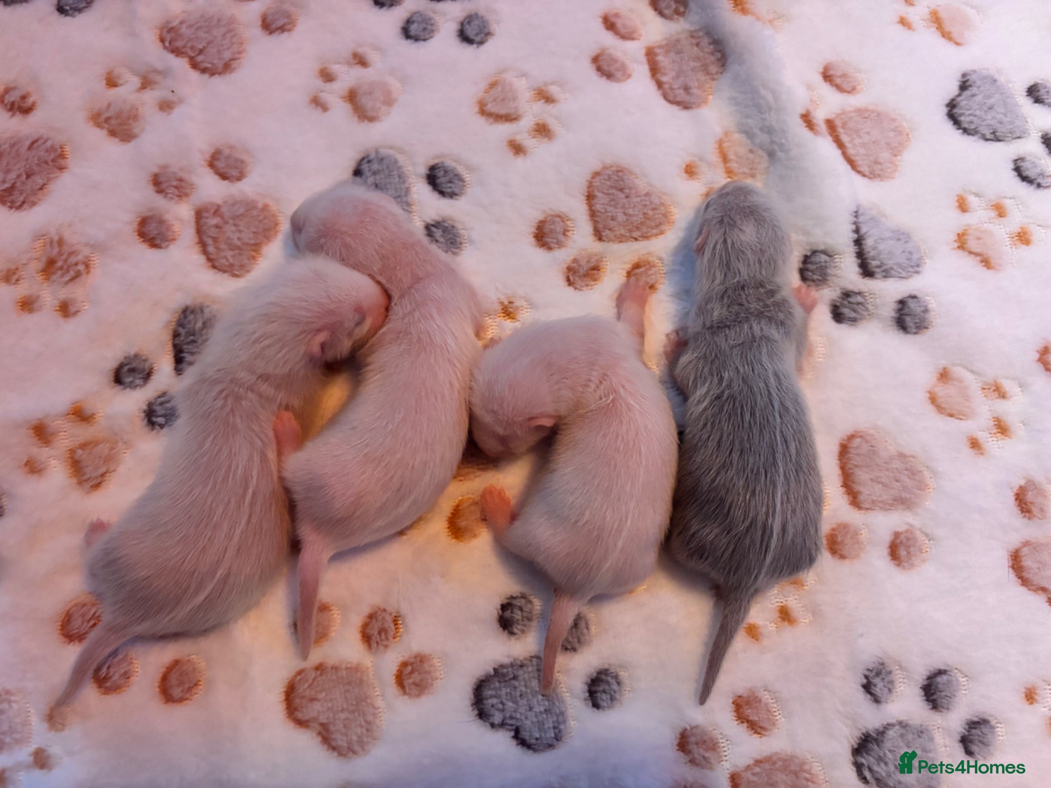 Ferret rodents albino standard x semi angora litter ready July  - Advert 2