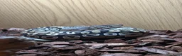 Python Snake reptiles for sale: 1yo python  in Taunton - Advert 4