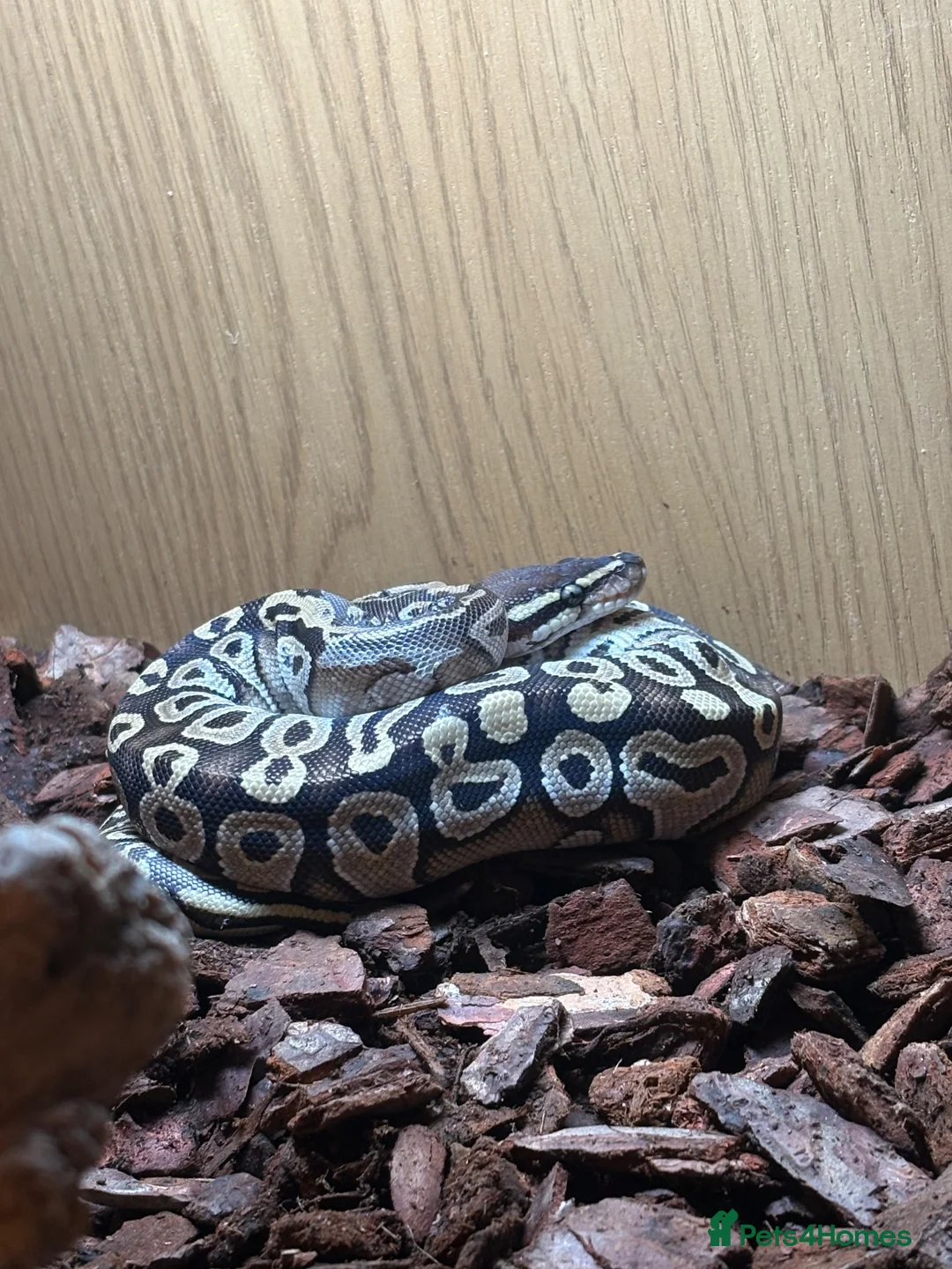 Python Snake reptiles for sale: 1yo python  in Taunton - Advert 4
