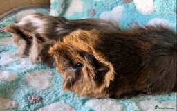Guinea Pig rodents for sale: Baby longhaired Peruvian boys - Advert 2