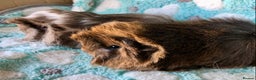 Guinea Pig rodents for sale: Baby longhaired Peruvian boys Reserved - Advert 2
