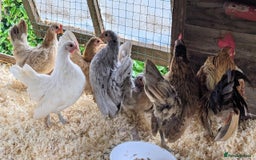 Chickens poultry for sale: Tiny Seramas Bantams,Adults & Youngsters. - Image 10