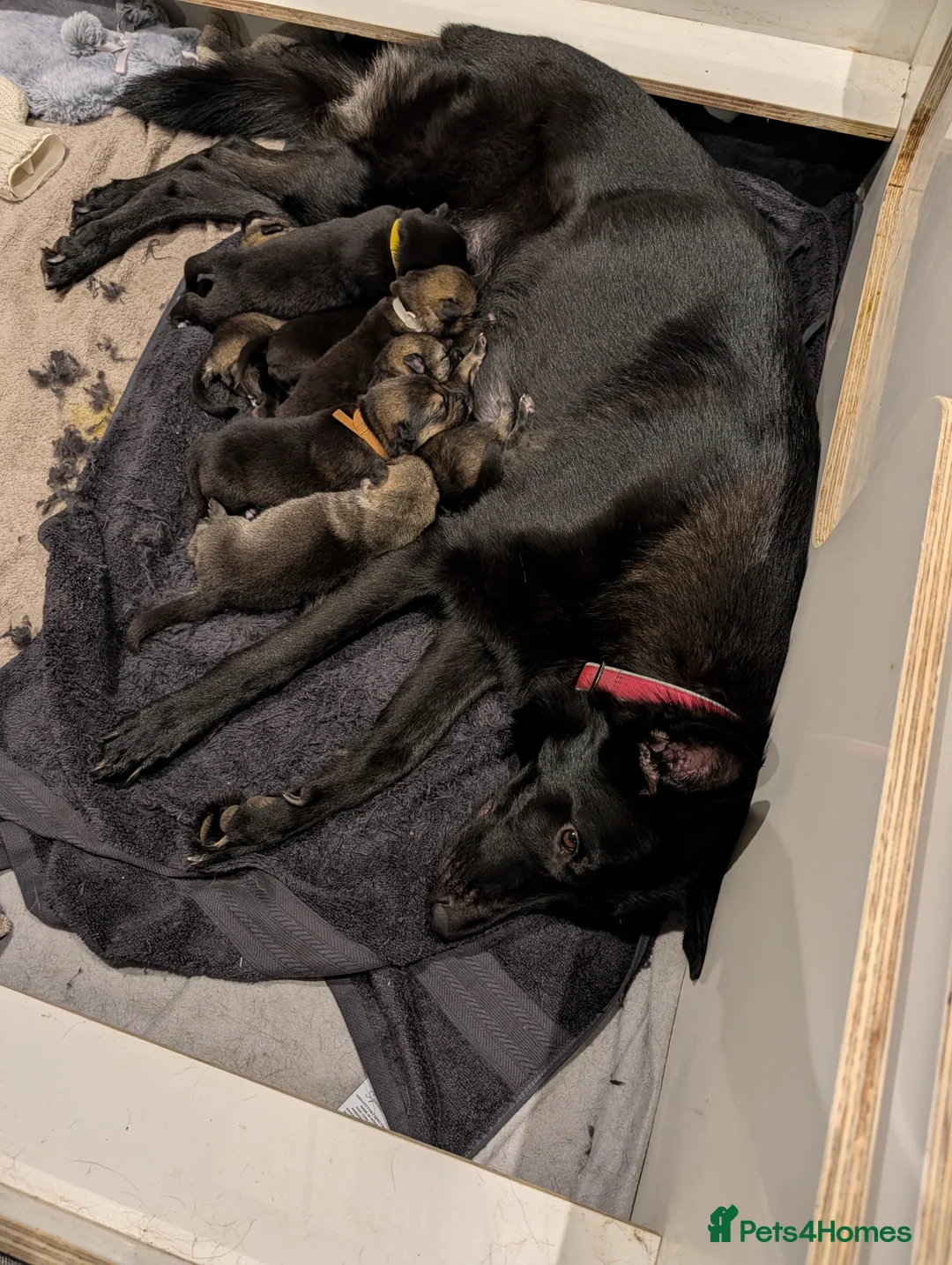 Mixed Breed dogs for sale: Akita x German shepherd chunky puppies - Advert 3