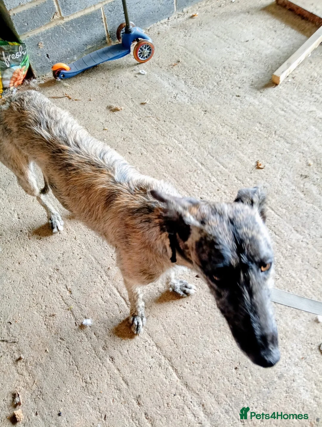 Lurcher dogs for sale: 14 month old lurcher in Peterborough - Advert 2