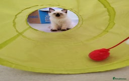 Ragdoll cats for sale: LAST REMAINING RAGDOLL - Female - ready now in Mexborough - Image 1