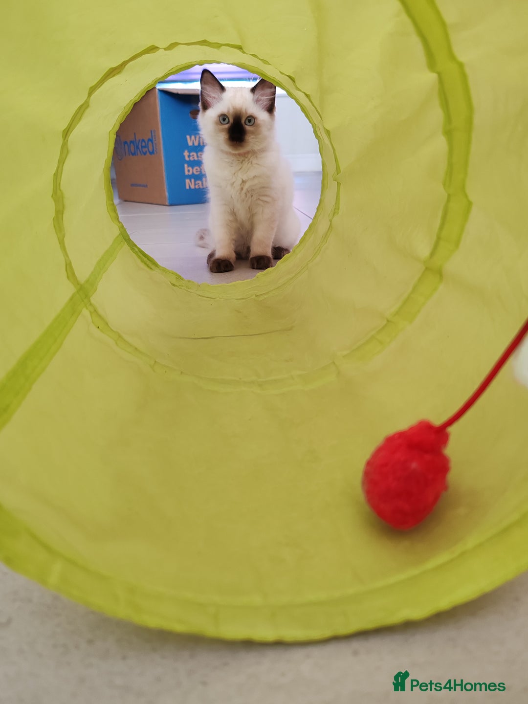Ragdoll cats for sale: LAST REMAINING RAGDOLL - Female - ready now in Mexborough - Image 1