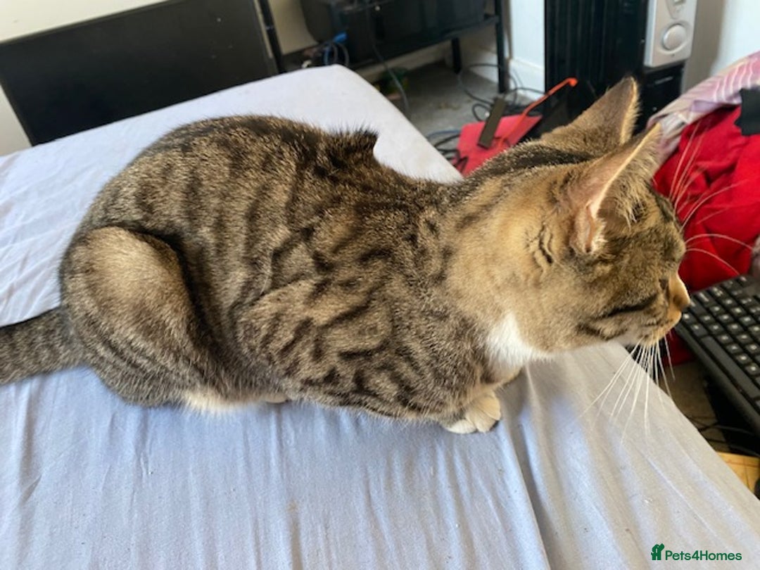 Bengal cats for sale: Beautiful Bengal girl kitten - Advert 5