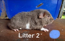 Guinea Pig rodents for sale: Baby Guinea Pigs For Sale - Image 5