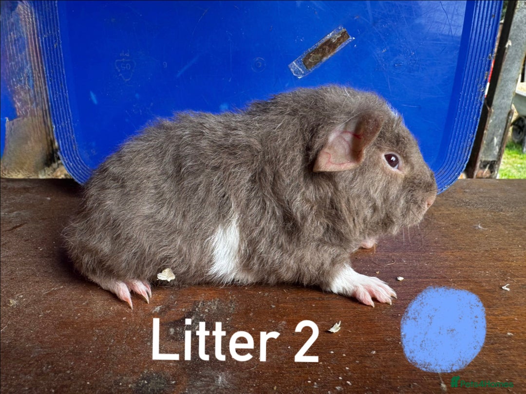 Guinea Pig rodents for sale: Baby Guinea Pigs For Sale - Image 5
