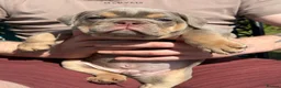 English Bulldog dogs for sale: KC English bulldog puppies  - Advert 8