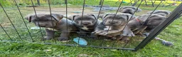 Cane Corso dogs for sale: Champion Bloodline Cane Corso Puppies - Advert 11