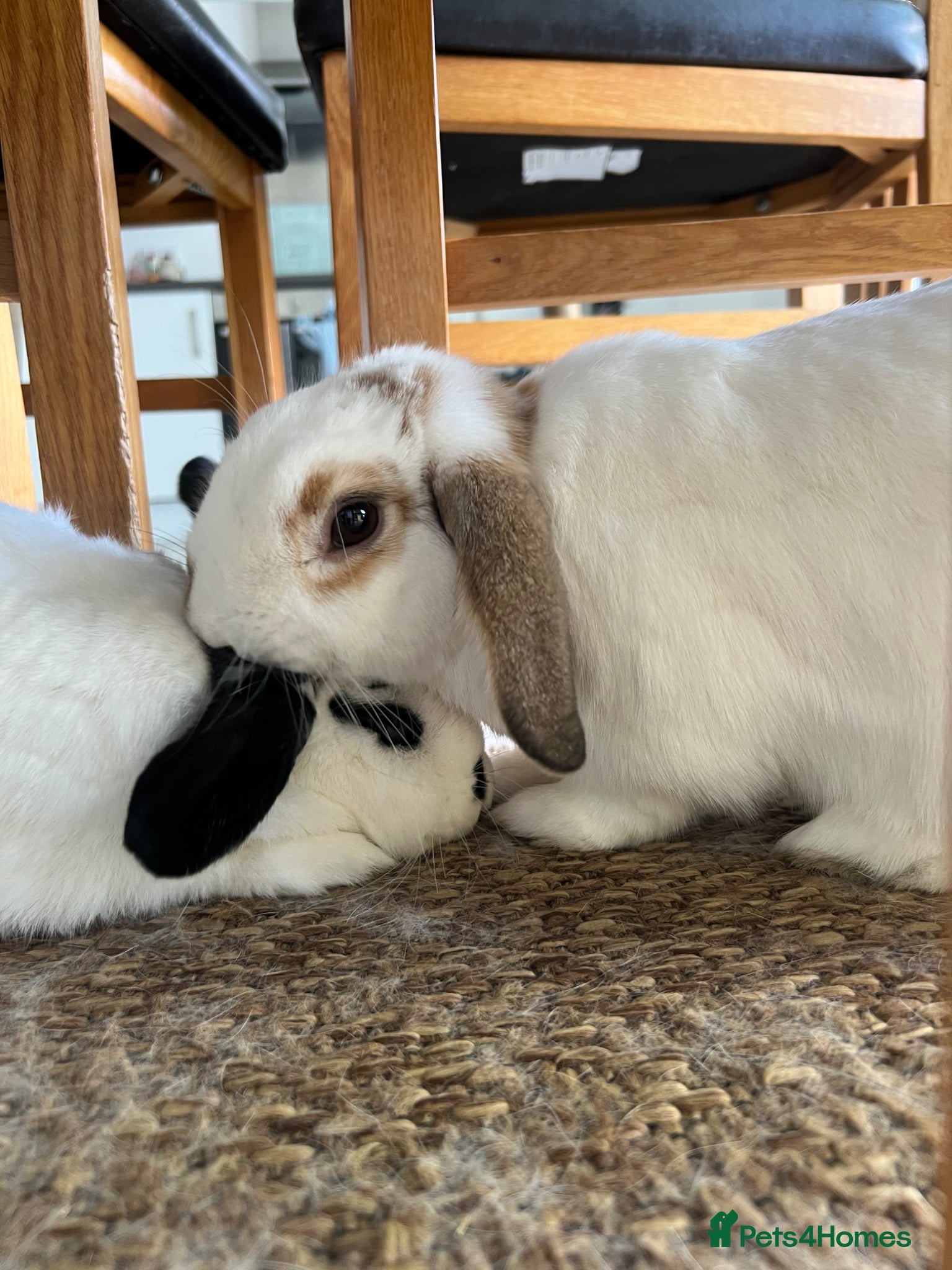 Mini Lop rabbits for sale: Palo and Sage Mini Lops 1.5 years - Advert 1
