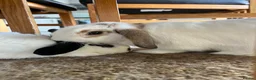 Mini Lop rabbits for sale: Palo and Sage Mini Lops 1.5 years in Sheffield - Advert 1