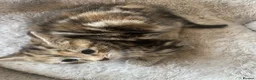 Mixed Breed cats for sale: Stunning 8 week Old Mix Breed kittens - Advert 28