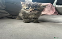 Ragdoll cats for sale: Ragdoll kittens  - Image 16