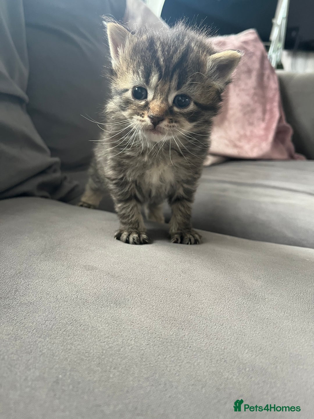 Ragdoll cats for sale: Ragdoll kittens  - Image 16
