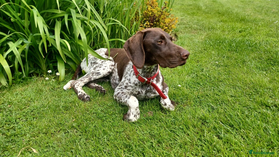 German Shorthaired Pointer dogs for sale: GSP Litter due 12th August  - Image 7