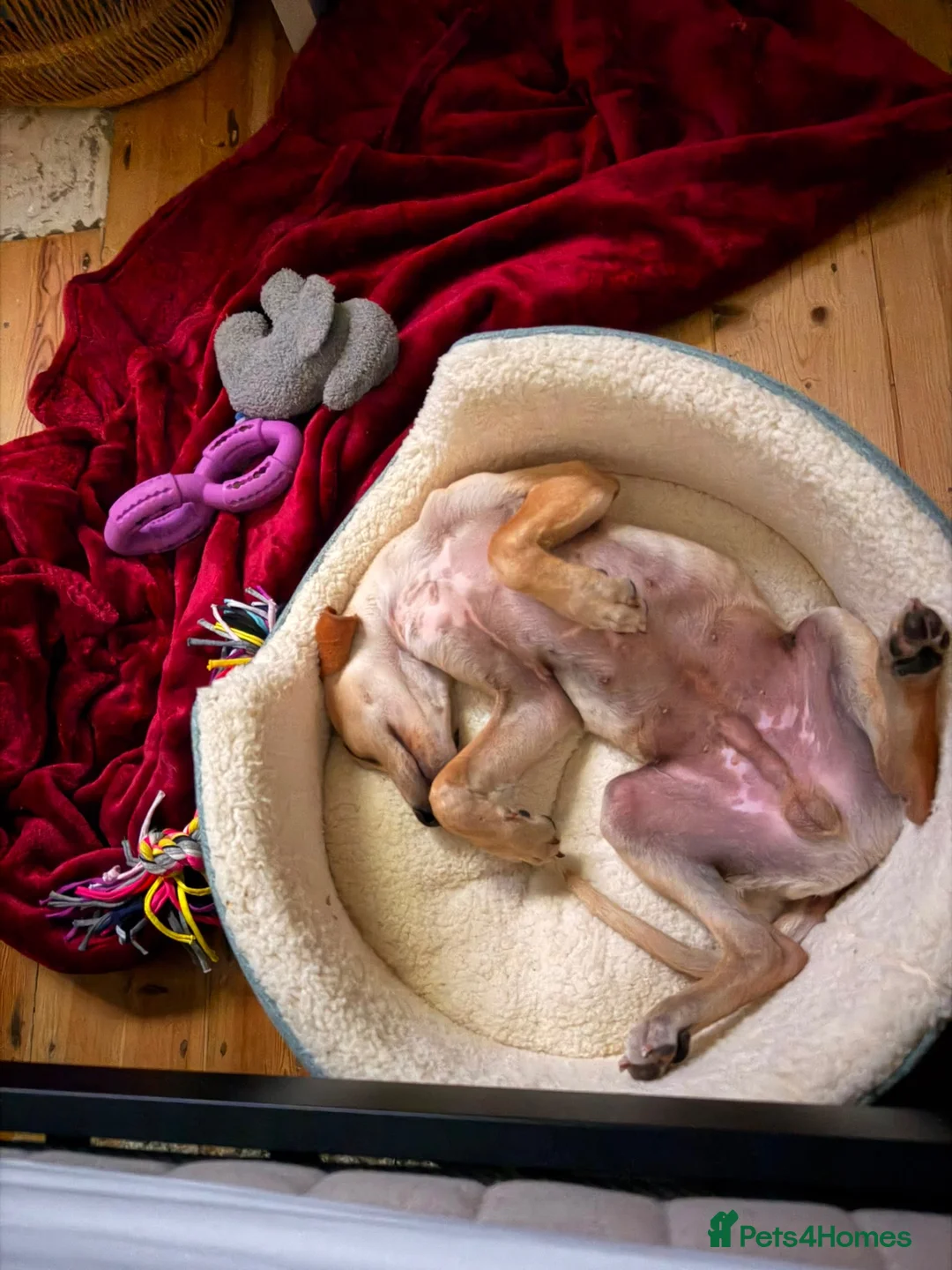 Mixed Breed dogs for sale: Peanut is up for Adoption!  in London - Advert 4