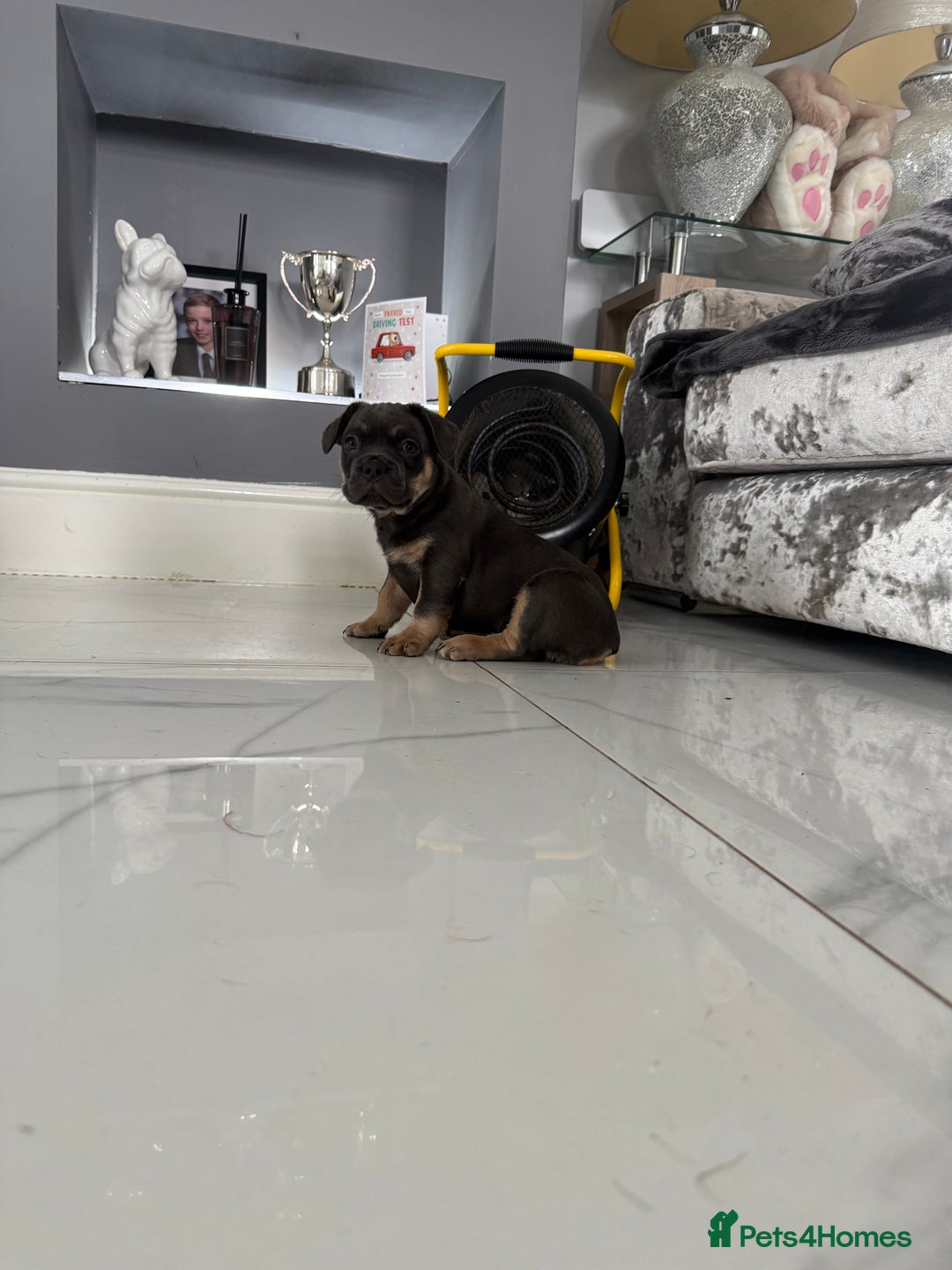 French Bulldog dogs for sale: French bulldog puppies  - Image 9