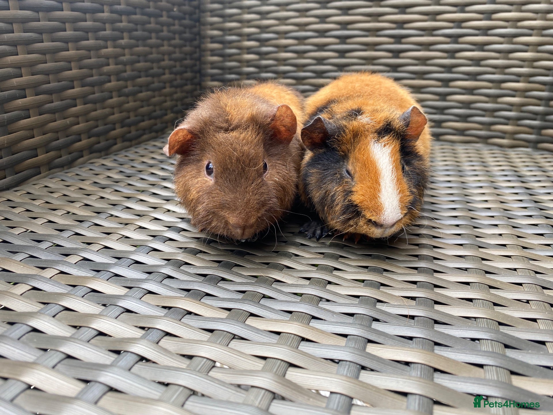 Guinea Pig rodents 2 stunning Teddy babys (brothers) - Advert 1