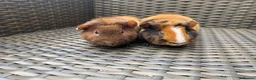 Guinea Pig rodents for sale: 2 stunning Teddy babys (brothers) - Advert 1