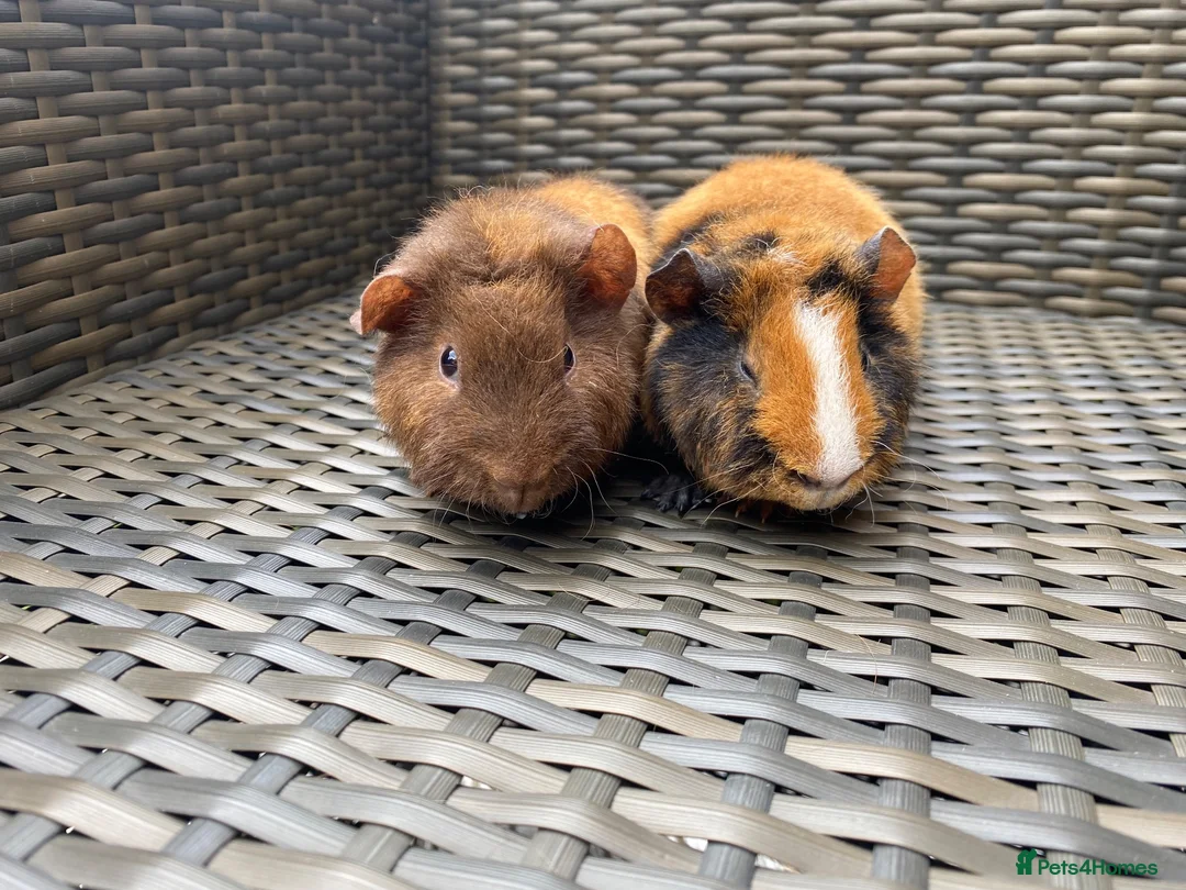 Guinea Pig rodents for sale: 2 stunning Teddy babys (brothers) - Advert 1