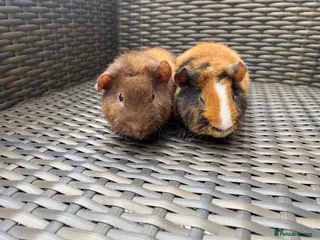 Guinea Pig rodents 2 stunning Teddy babys (brothers) - Advert 4