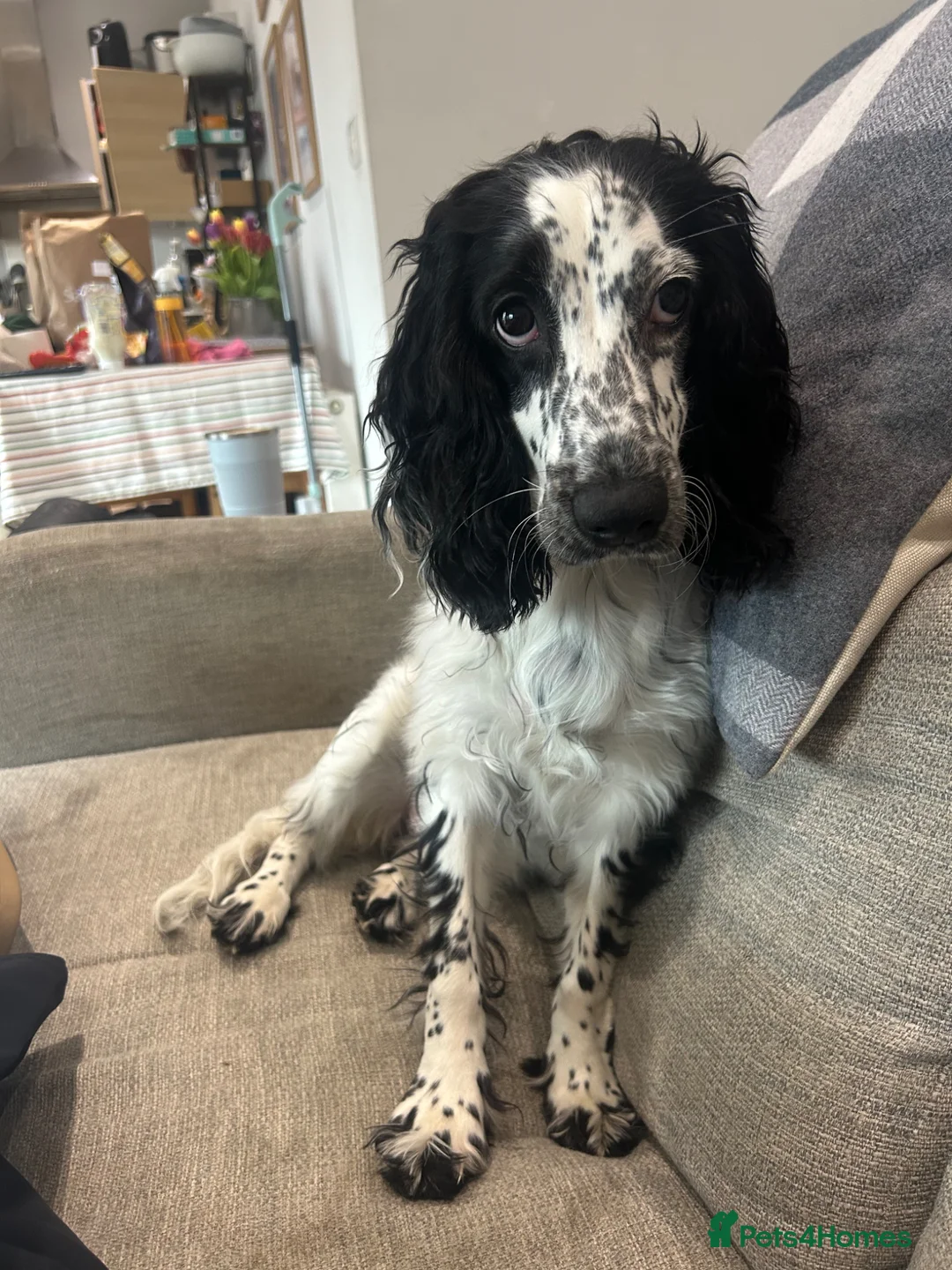 Cocker Spaniel dogs for sale: Bobbi - 7 month puppy - Advert 2