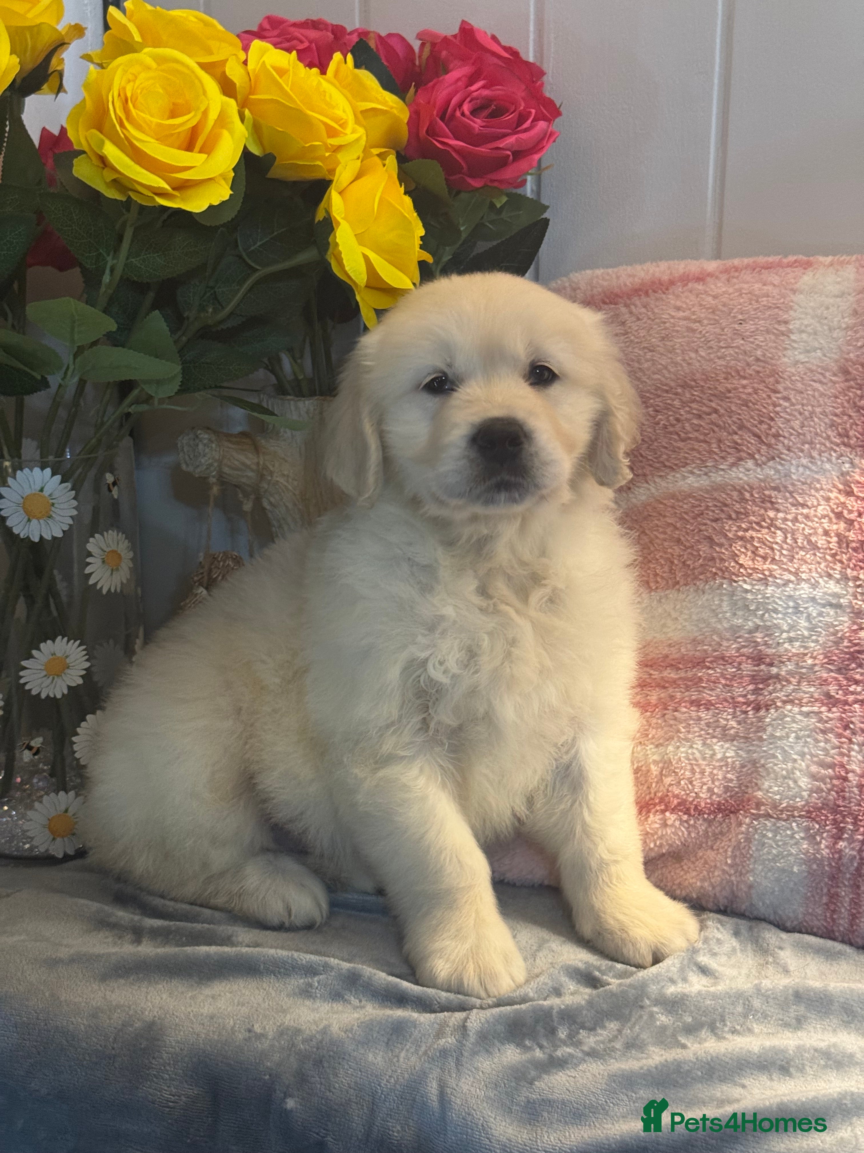Golden Retriever dogs 3 kc reg gorgeous cream golden retriever puppies  - Advert 4
