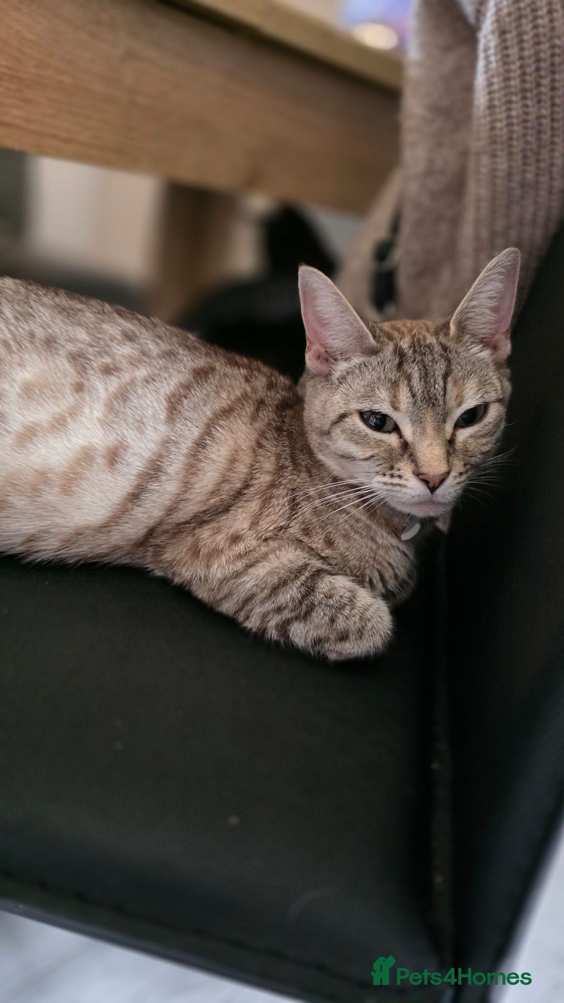 Mixed Breed cats 🐱 Bengal × Siamese Kittens for Sale 🐱 - Advert 1