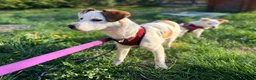 Mixed Breed dogs for adoption: ❤️🐶 AISY & BASIA –TWO LITTLE SUNBEAMS TOGETHER in Burton-on-Trent - Advert 8