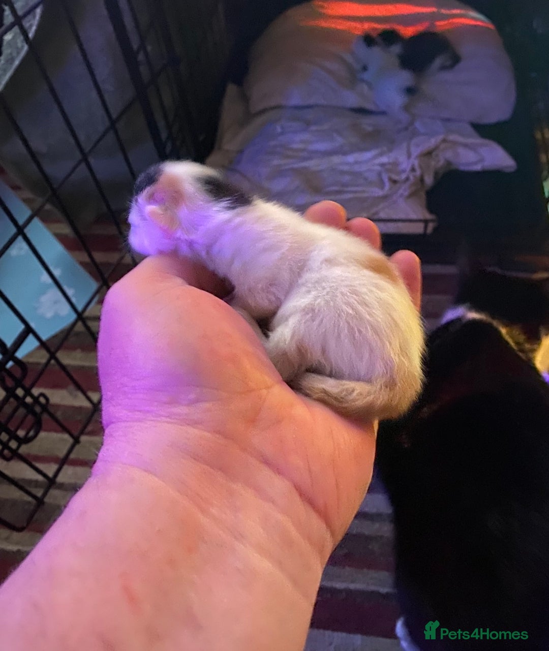 British Shorthair cats for sale: 3 stunningly gorgeous baby’s  - Advert 4