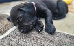 Labrador Retriever dogs for sale: Kc labrador puppies in Much Wenlock - Image 28