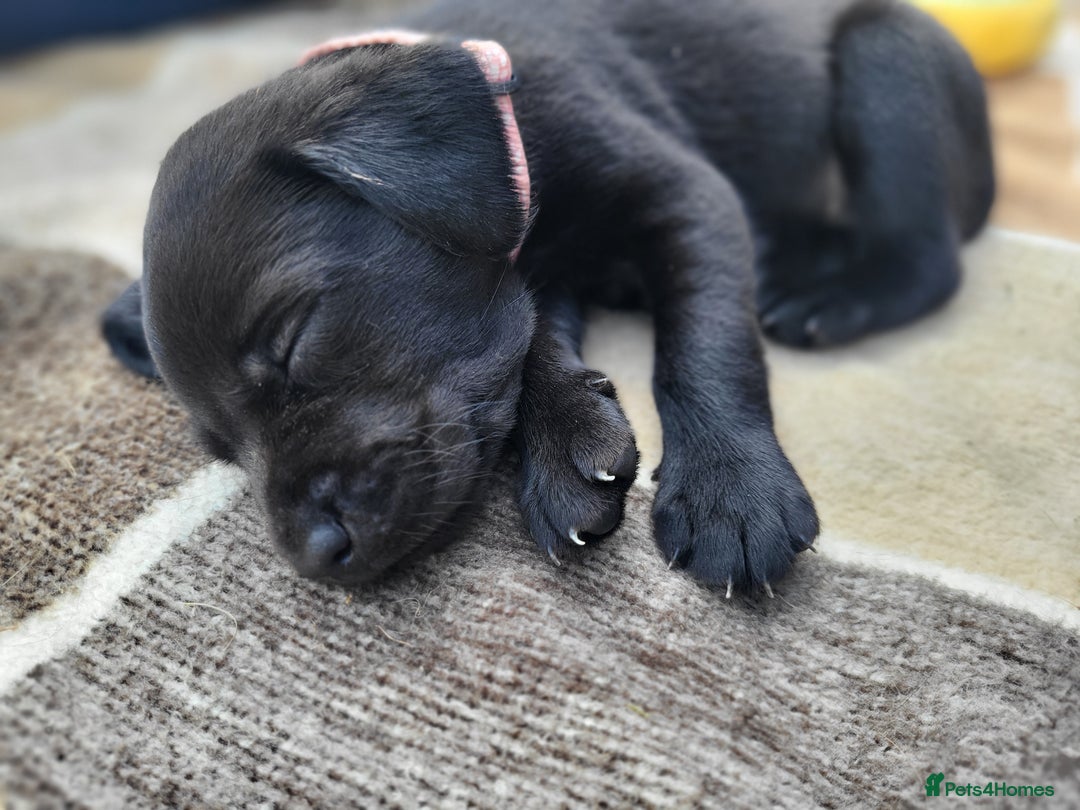Labrador Retriever dogs for sale: Kc labrador puppies in Much Wenlock - Image 28