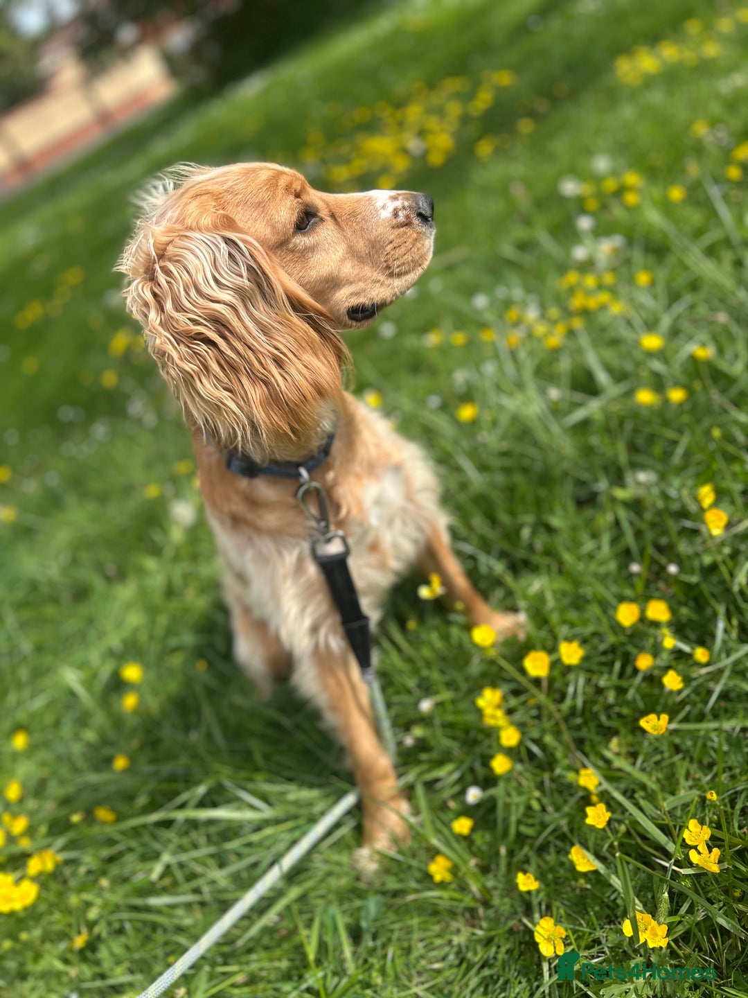 Cocker Spaniel dogs for sale: Working cocker spaniel  - Image 2