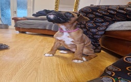 Boxer dogs for sale: FINAL PUP (PINK), READY TO GO KC reg bobtail boxer - Advert 27