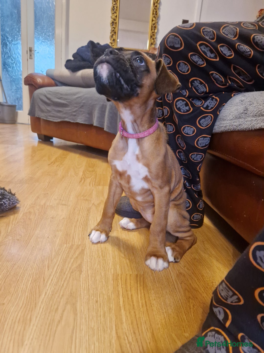 Boxer dogs for sale: FINAL PUP (PINK), READY TO GO KC reg bobtail boxer - Advert 27