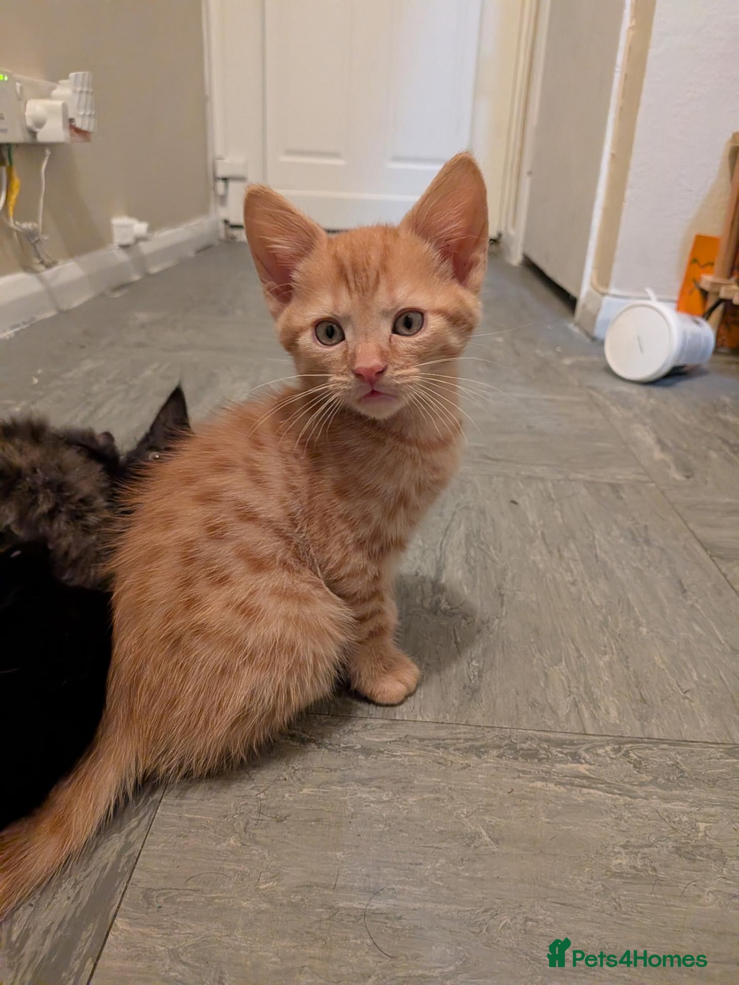 Mixed Breed cats 4 lovely kittens all ready to leave - Advert 1