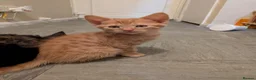 Mixed Breed cats for sale: 4 lovely kittens all ready to leave - Advert 2