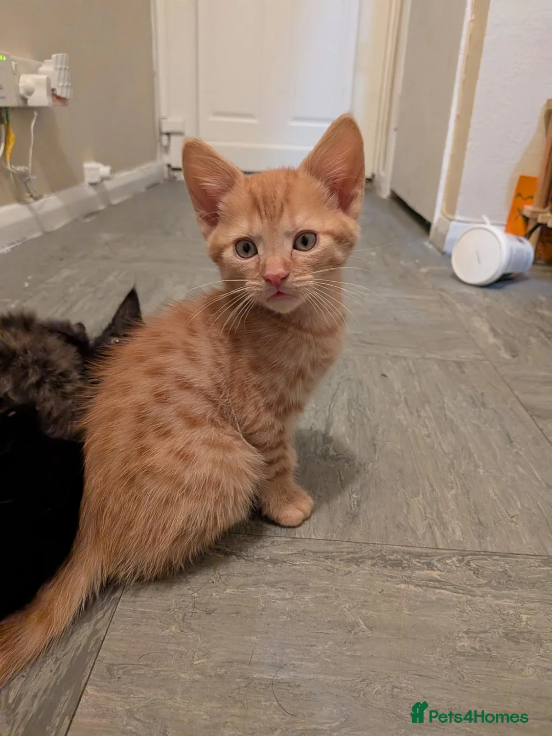 Mixed Breed cats for sale: 4 lovely kittens all ready to leave - Advert 2