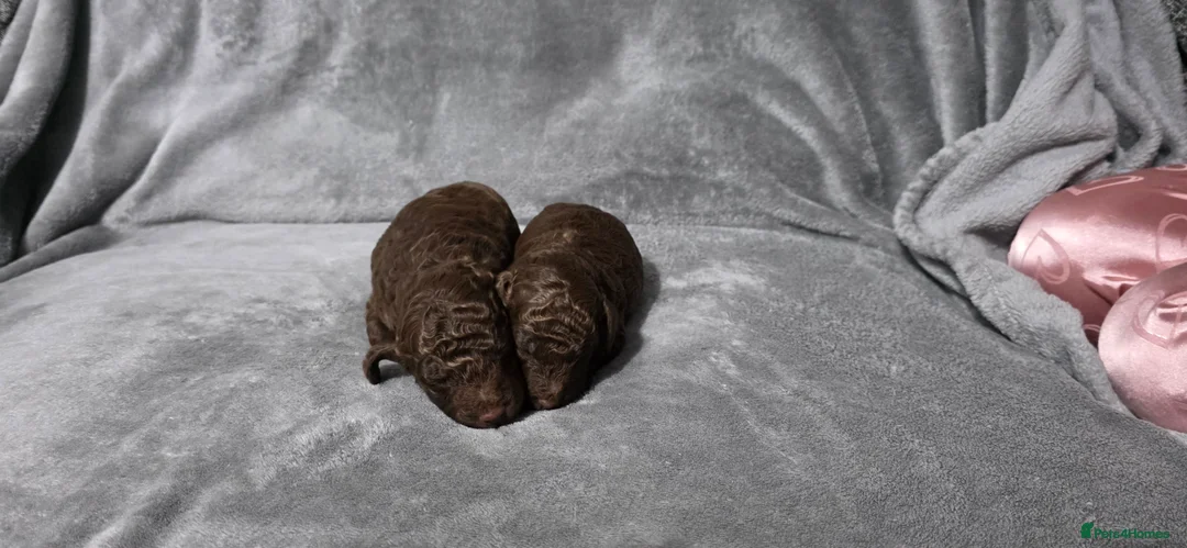 Sproodle dogs for sale: 🐾 Stunning Chocolate Sproodles🐾  - Advert 5