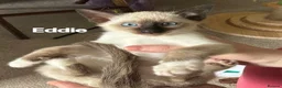 Ragamese cats for sale:    Gorgeous Ragamese Boys - Advert 5