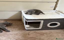 British Shorthair cats for sale: British Shorthair kittens for sale  - Image 6