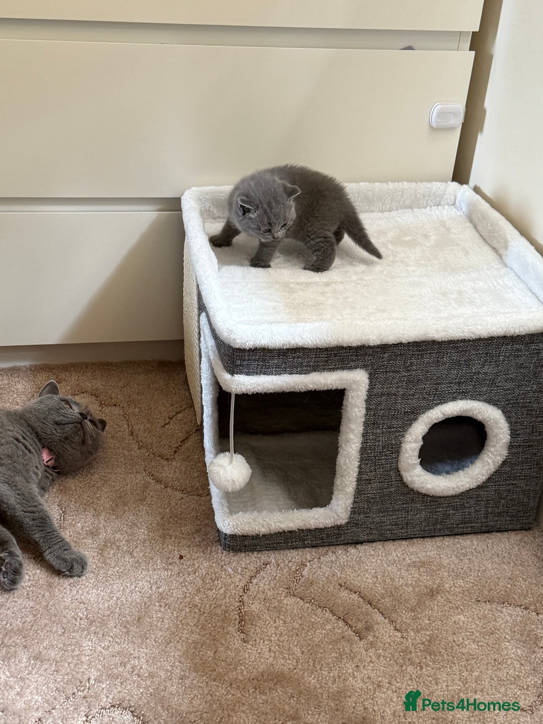 British Shorthair cats for sale: British Shorthair kittens for sale  - Image 6